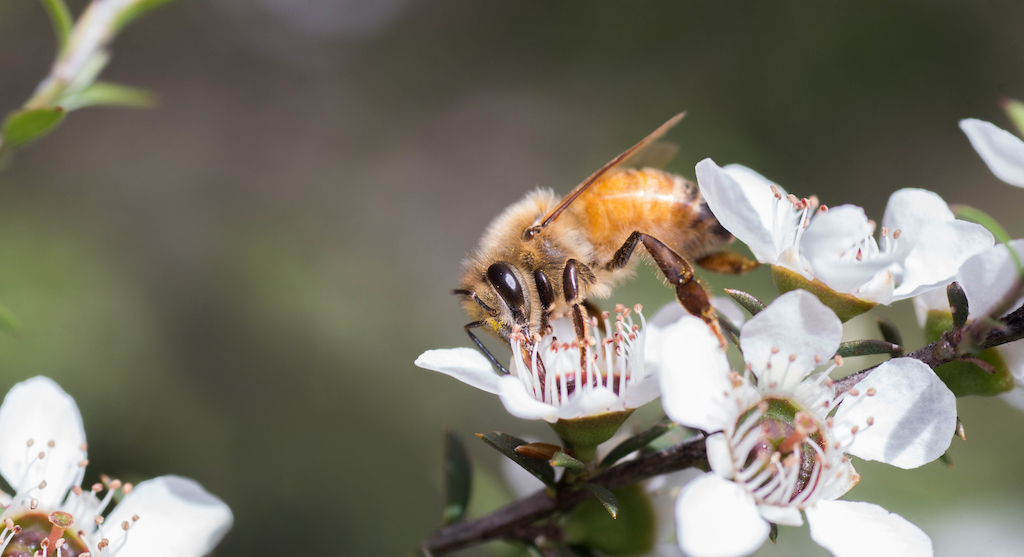 Honey Bee on Manuka Flower New Zealand