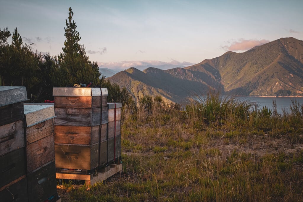 Beehives in Manuka Honey forests located in the Marlborough Sounds.