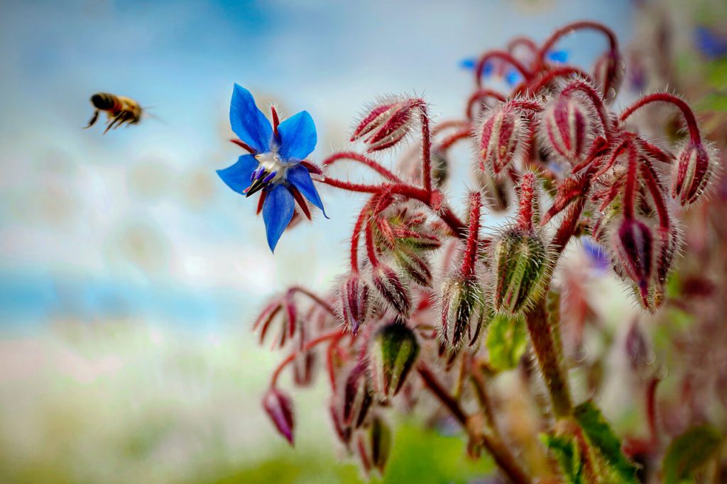 Blue borage flower with a bee about to land on it.