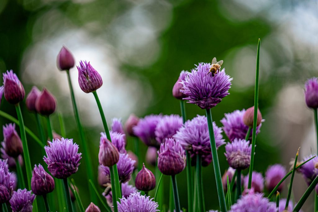 A cluster of chive flowers with a bee foraging on a flower head