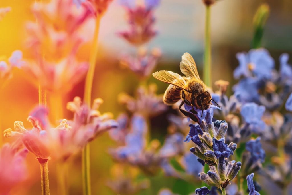10 Plants Bees love that will make your Spring & Summer Garden Dazzle!