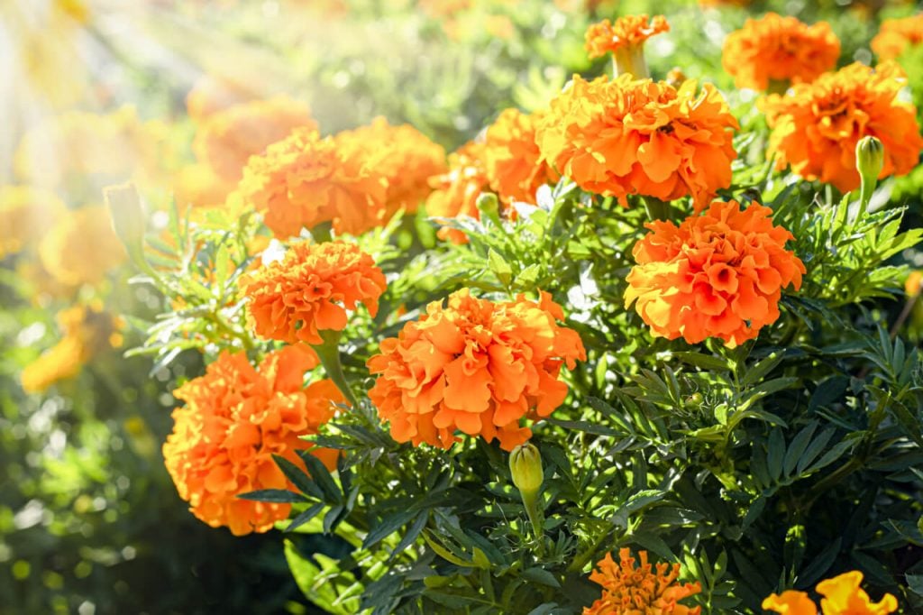 Sunlight shining onto marigold plants for bees to be attracted to.