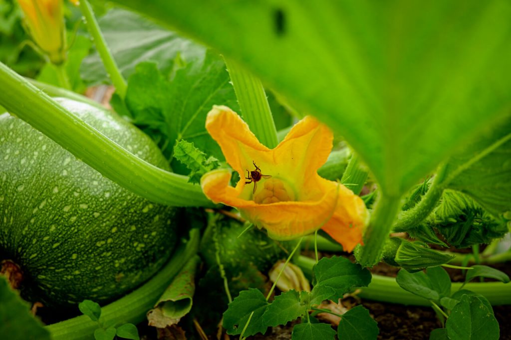 Pumpkin flowering, with a bee inside a pumpkin flower collecting pollen and nectar.