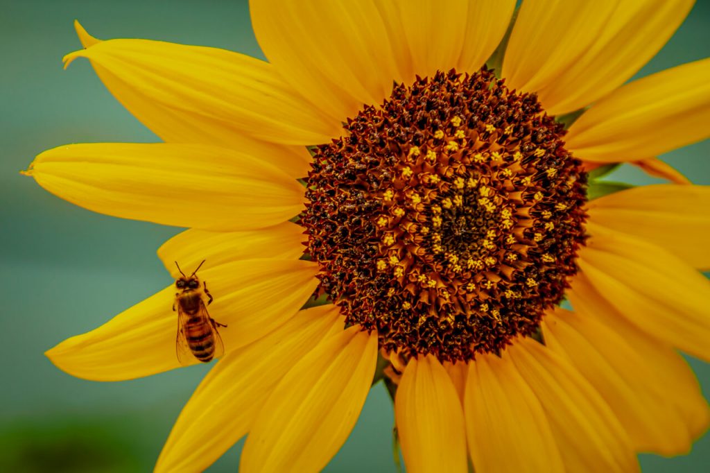 Open sunflower plant with a bee on a petal