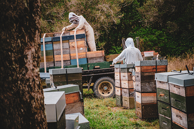 Beekeepers loading beehive's onto the back of a truck for transporting.