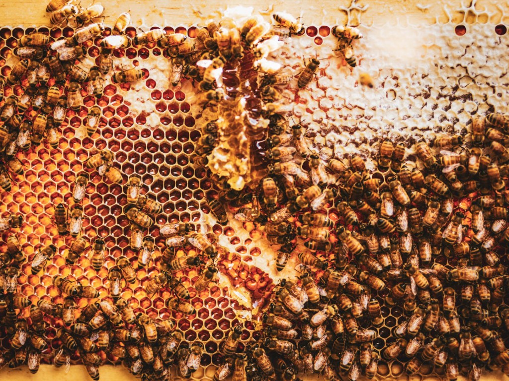raw nz honey being collected by honey bees