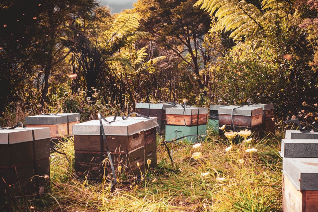 new zealand beehives full of raw honey