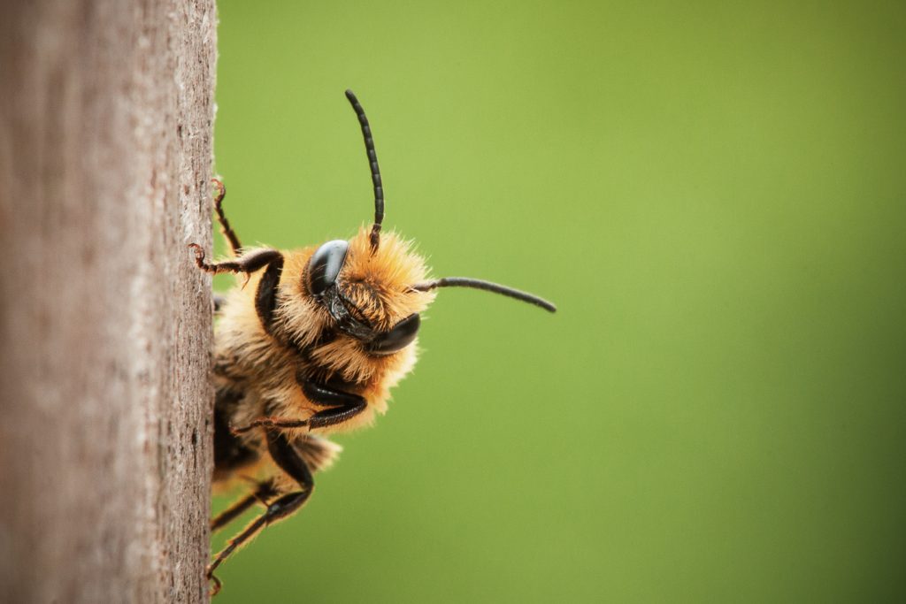 a resting bee in the process of making honey