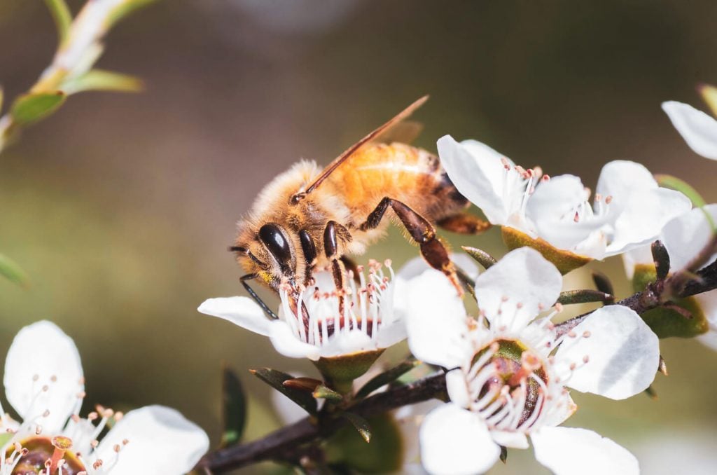 Bee collecteds nectart from Manuka Honey Flower