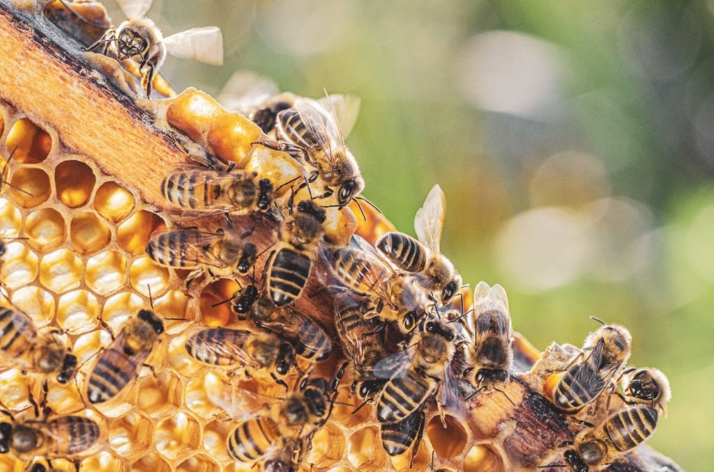 bees making honey and sealing in honeycomb