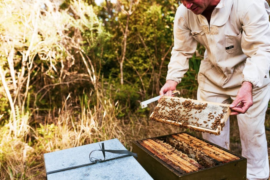 beekeeper holding honeycomb that is almost fully sealed showing how bees make honey