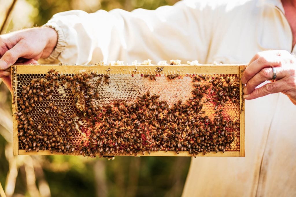 beekeeper holding a frame with bees making honey