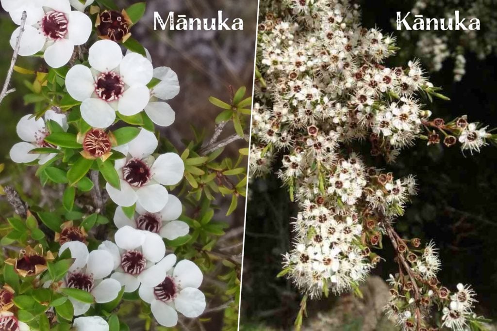 Manuka vs Kanuka flowers