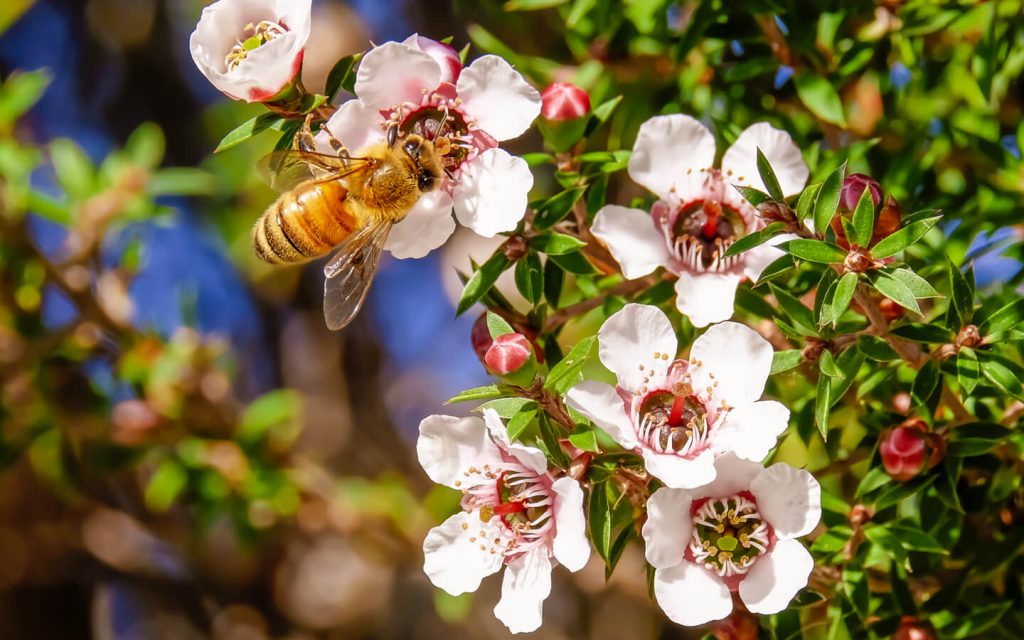honey bee collecting nectar from manuka flowers