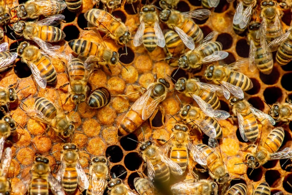 Queen Bee: Facts & Curiosities of the Queen Honey Bee