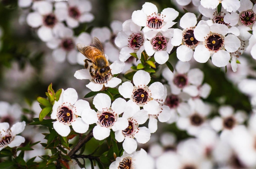 Bee collecting nectar from a Manuka Flower