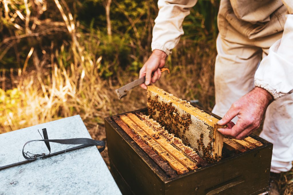 some vegans eat honey if the bees are cared for