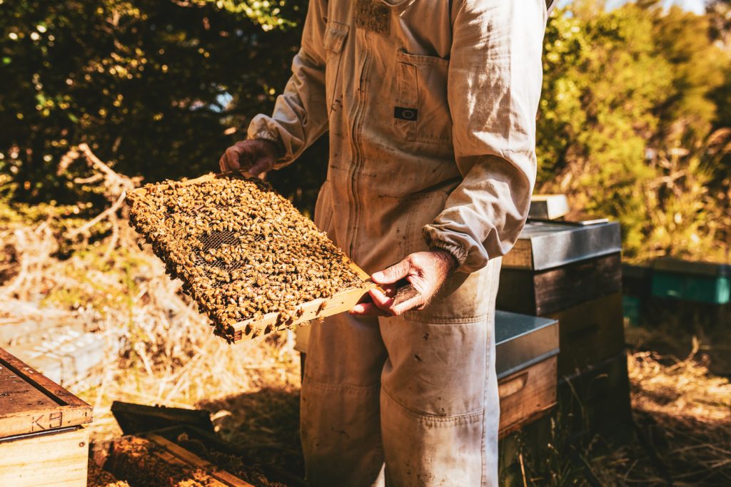 ethical beekeeper checking on his bees