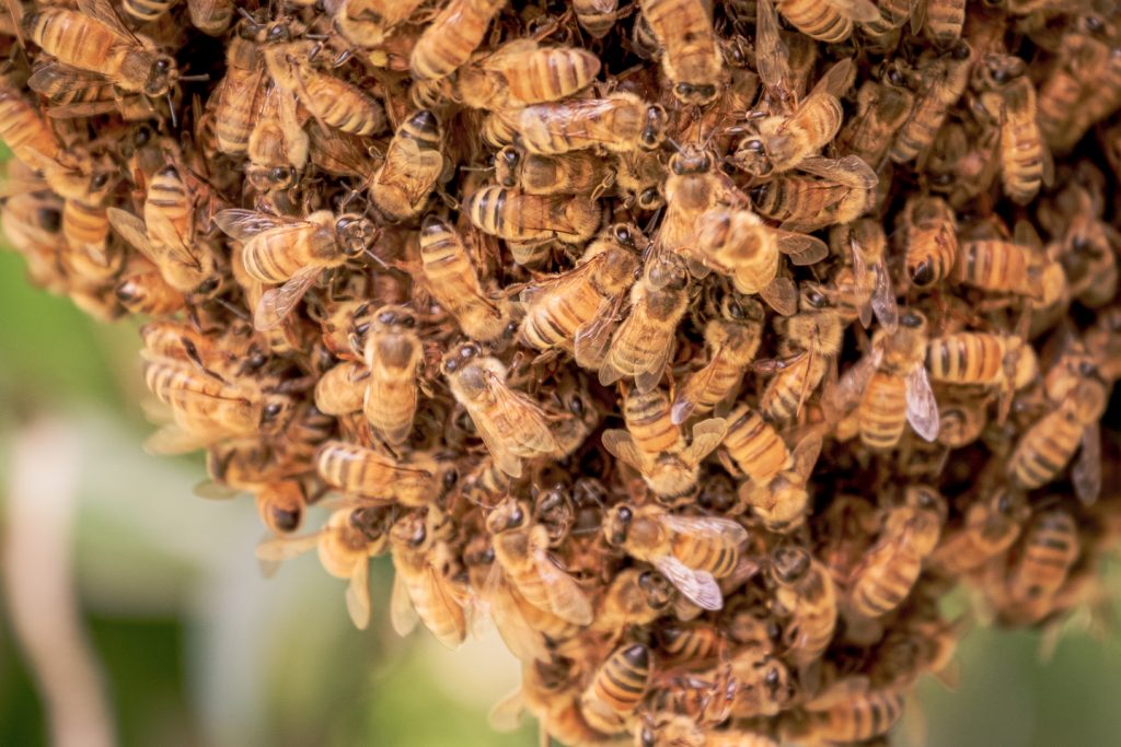 A swam of bees hunddled around their queen creating a big ball of bees
