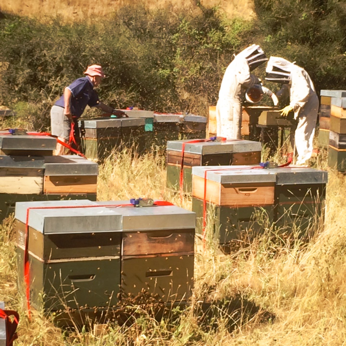 Murray's father, Merv tending to hives without protection, while other beekeepers are fully kitted up