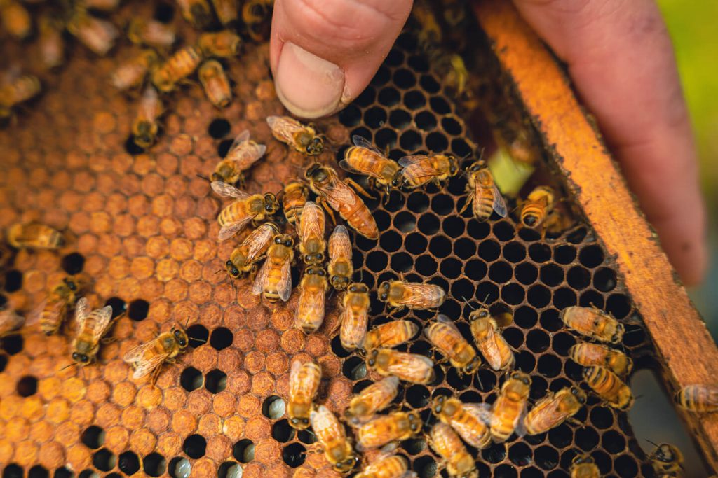 Queen bee among her workers