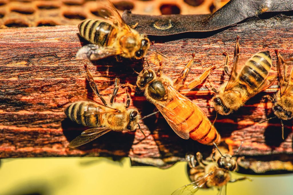 A Queen bee has a longer abdomen compared with her worker bees